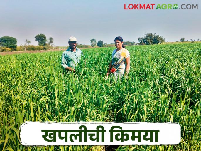 Prashant cultivated this healthy wheat; Integration of processing and marketing | प्रशांत यांनी या आरोग्यदायी गव्हाची केली लागवड; प्रक्रिया आणि मार्केटींगची घातली सांगड Prashant cultivated this healthy wheat; Integration of processing and marketing | प्रशांत यांनी या आरोग्यदायी गव्हाची केली लागवड; प्रक्रिया आणि मार्केटींगची घातली सांगड