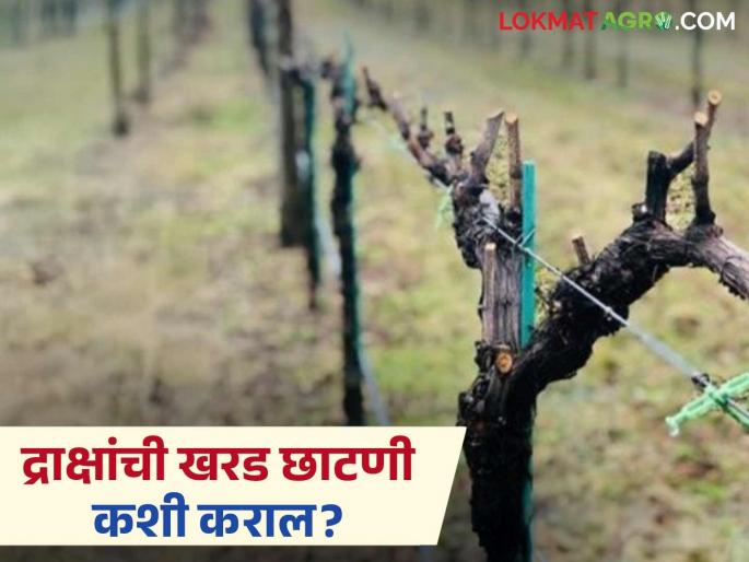 Latest news Draksh Kharad Chatani How to prune grapes process see details | Kharad Chatani : खरड छाटणीवेळी 'ही' चूक महागात पडू शकते, अशी करा छाटणी? 