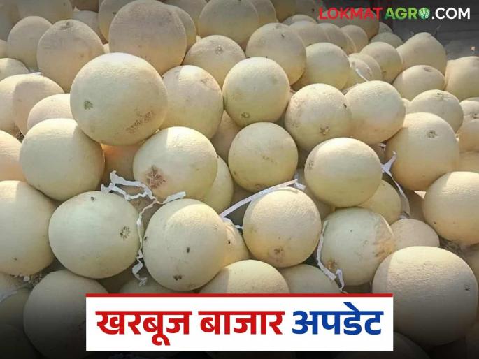 Kharbuj Bajar Bhav : How is the price of muskmelon, which was 30 rupees per kg a week ago, getting now? | Kharbuj Bajar Bhav : आठवडाभरापूर्वी ३० रुपये किलो असलेल्या खरबुजाला आता कसा मिळतोय भाव? Kharbuj Bajar Bhav : How is the price of muskmelon, which was 30 rupees per kg a week ago, getting now? | Kharbuj Bajar Bhav : आठवडाभरापूर्वी ३० रुपये किलो असलेल्या खरबुजाला आता कसा मिळतोय भाव?