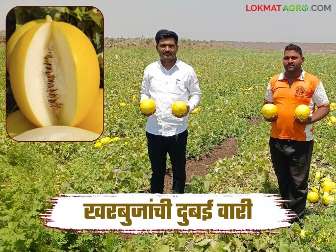 Overcoming drought, two young farmers flourish with colorful musk melons, making them famous in Dubai | दुष्काळावर मात करत दोन तरुण शेतकऱ्यांनी फुलवली रंगीत खरबुजांची शेती त्यांची दुबईमध्ये ख्याती Overcoming drought, two young farmers flourish with colorful musk melons, making them famous in Dubai | दुष्काळावर मात करत दोन तरुण शेतकऱ्यांनी फुलवली रंगीत खरबुजांची शेती त्यांची दुबईमध्ये ख्याती