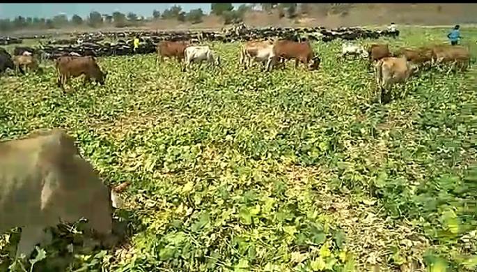 Cattle grazing in water-melon fields | खरबूज-टरबूजांच्या मळ्यात चराईसाठी सोडली गुरे Cattle grazing in water-melon fields | खरबूज-टरबूजांच्या मळ्यात चराईसाठी सोडली गुरे