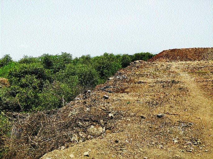 The need for the green police system to protect the mangroves | खारफुटीच्या रक्षणासाठी ग्रीन पोलीस यंत्रणेची गरज The need for the green police system to protect the mangroves | खारफुटीच्या रक्षणासाठी ग्रीन पोलीस यंत्रणेची गरज