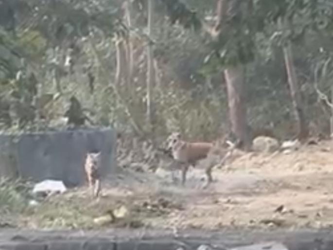 pack of foxes and dogs gathered in kharghar  | खारघरमध्ये कोल्हा आणि कुत्र्याची जमली गट्टी pack of foxes and dogs gathered in kharghar  | खारघरमध्ये कोल्हा आणि कुत्र्याची जमली गट्टी