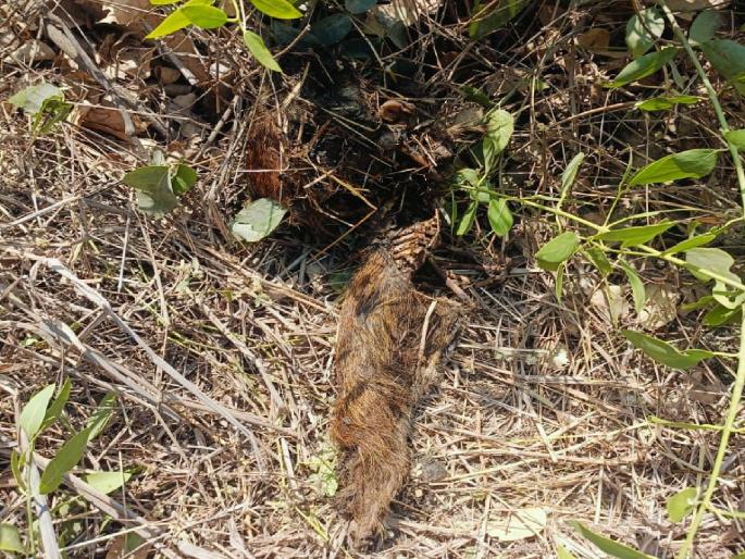 Death of golden jackal fox in Kharghar | खारघरमध्ये गोल्डन जॅकेल कोल्ह्याचा मृत्यू Death of golden jackal fox in Kharghar | खारघरमध्ये गोल्डन जॅकेल कोल्ह्याचा मृत्यू