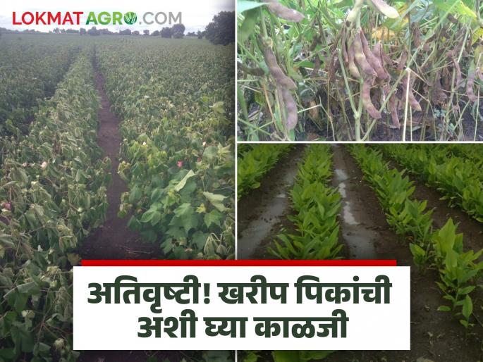 latest news Kharif Crop Management: Farmers! 'Come' and plan for Kharif crops after heavy rains; Read expert advice | Kharif Crop Management : शेतकऱ्यांनो! अतिवृष्टीनंतर खरीप पिकांसाठी 'या' करा उपायायोजना; वाचा तज्ज्ञांचा सल्ला