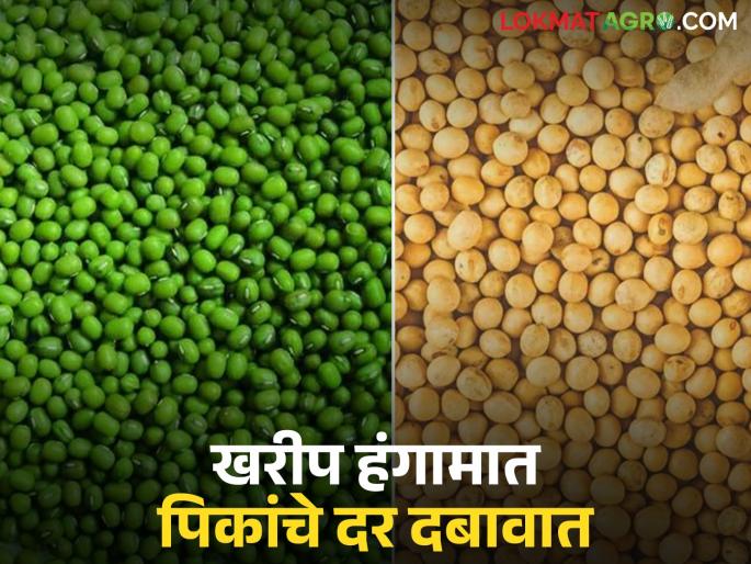 latest news Kharif Crop Price Trends: Crop prices under pressure in Kharif season; Moong, soybean hit hard | Kharif Crop Price Trends : खरीप हंगामात पिकांचे दर दबावात; मूग, सोयाबीनला मोठा फटका वाचा सविस्तर latest news Kharif Crop Price Trends: Crop prices under pressure in Kharif season; Moong, soybean hit hard | Kharif Crop Price Trends : खरीप हंगामात पिकांचे दर दबावात; मूग, सोयाबीनला मोठा फटका वाचा सविस्तर