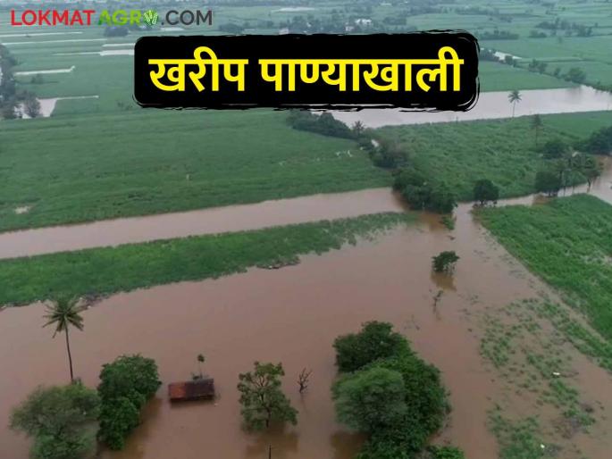 Crops on one and a half lakh hectares of the state are in water due to heavy rains | अतिवृष्टीमुळे राज्यातील दीड लाख हेक्टरवरील पिके पाण्यात Crops on one and a half lakh hectares of the state are in water due to heavy rains | अतिवृष्टीमुळे राज्यातील दीड लाख हेक्टरवरील पिके पाण्यात