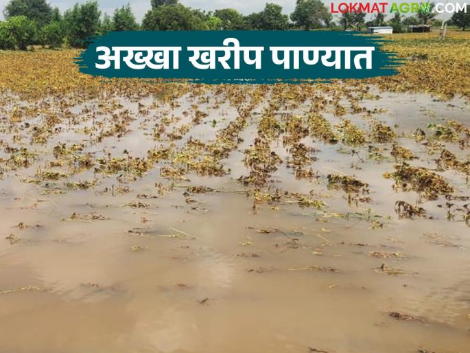 Crops on 52 lakh hectares of Kharif season in the state were submerged; Where is the maximum loss? | राज्यात खरीप हंगामातील ५२ लाख हेक्टरवरील पिके गेली पाण्यात; सर्वाधिक नुकसान कुठे? Crops on 52 lakh hectares of Kharif season in the state were submerged; Where is the maximum loss? | राज्यात खरीप हंगामातील ५२ लाख हेक्टरवरील पिके गेली पाण्यात; सर्वाधिक नुकसान कुठे?