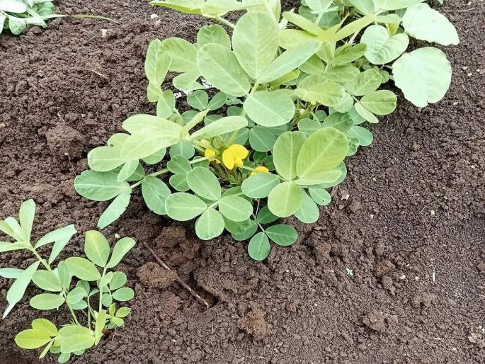 Measures to be taken in crop management during low rainfall | कमी पावसात पिक व्यवस्थापनात करावयाच्या उपाययोजना Measures to be taken in crop management during low rainfall | कमी पावसात पिक व्यवस्थापनात करावयाच्या उपाययोजना