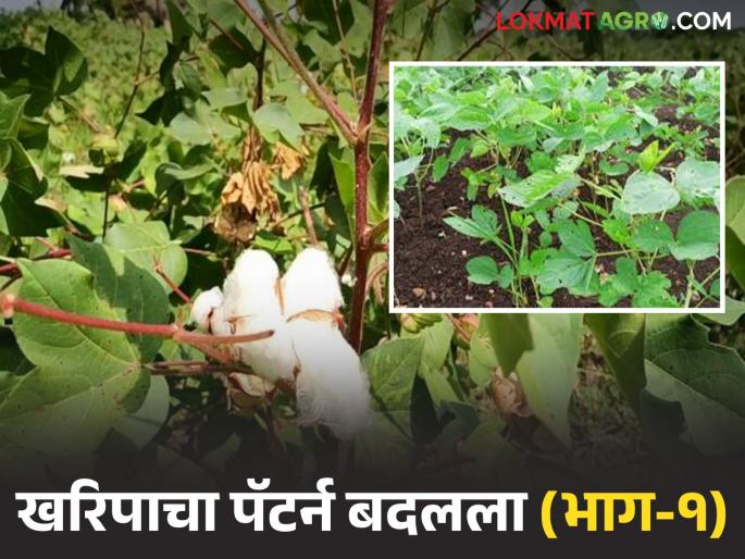 latest news Crop Pattern Change: Cotton behind, soybean ahead; Farmers' changing crop choices read in details | Crop Pattern Change : कापूस मागे, सोयाबीन आघाडीवर; शेतकऱ्यांची बदलती पिकनिवड वाचा सविस्तर