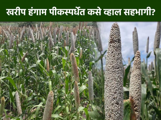 Participate in the crop competition within the deadline | अंतिम मुदतीच्या आत घ्या पीक स्पर्धेत सहभाग Participate in the crop competition within the deadline | अंतिम मुदतीच्या आत घ्या पीक स्पर्धेत सहभाग