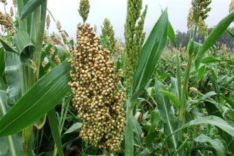 The area of kharif sorghum declined in the state! | राज्यात खरीप ज्वारीचे क्षेत्र घटले!