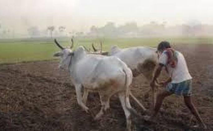 Corona Efect: Planing Kharif sowing is likely to collapse | Corona Efect : खरीप पेरणीचे नियोजन कोलमडण्याची शक्यता Corona Efect: Planing Kharif sowing is likely to collapse | Corona Efect : खरीप पेरणीचे नियोजन कोलमडण्याची शक्यता