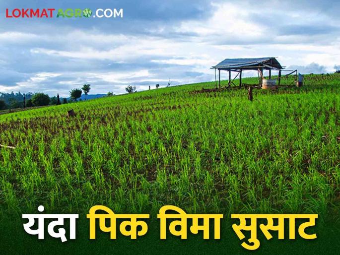 Pikvima: What are you saying.. In one day fifty three lakh farmers paid crop insurance | Pikvima काय सांगताय.. एका दिवसात पावणेतीन लाख शेतकऱ्यांनी भरला पीकविमा Pikvima: What are you saying.. In one day fifty three lakh farmers paid crop insurance | Pikvima काय सांगताय.. एका दिवसात पावणेतीन लाख शेतकऱ्यांनी भरला पीकविमा