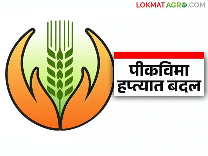Pik Vima Hapta : Farmers will have to pay more money for crop insurance premium this year; Read in detail | Pik Vima Hapta : यंदा पीकविमा हप्त्यासाठी शेतकऱ्यांना मोजावे लागणार जास्तीचे पैसे; वाचा सविस्तर Pik Vima Hapta : Farmers will have to pay more money for crop insurance premium this year; Read in detail | Pik Vima Hapta : यंदा पीकविमा हप्त्यासाठी शेतकऱ्यांना मोजावे लागणार जास्तीचे पैसे; वाचा सविस्तर