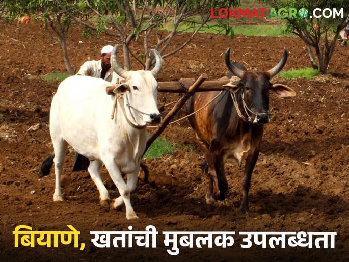 Preparation before Kharif season; 36 thousand quintal seeds to Pune district for kharif season | खरीप हंगामपूर्व तयारी; खरिपाला पुणे जिल्ह्याला ३६ हजार क्विंटल बियाणे