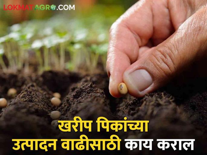 Latest News Do five things to increase Kharif crop production kharif season | Kharif Crops : खरीप पीक उत्पादन वाढीसाठी 'ही' पंचसूत्री विसरू नका, जाणून घ्या सविस्तर Latest News Do five things to increase Kharif crop production kharif season | Kharif Crops : खरीप पीक उत्पादन वाढीसाठी 'ही' पंचसूत्री विसरू नका, जाणून घ्या सविस्तर