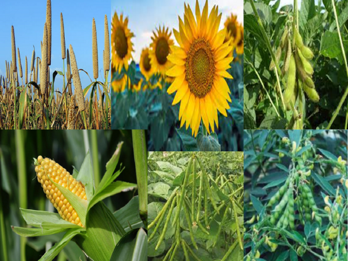 How will you manage the fertilizer of Kharif crops? | खरीपातील पिकांचे खत व्यवस्थापन कसे कराल ? How will you manage the fertilizer of Kharif crops? | खरीपातील पिकांचे खत व्यवस्थापन कसे कराल ?