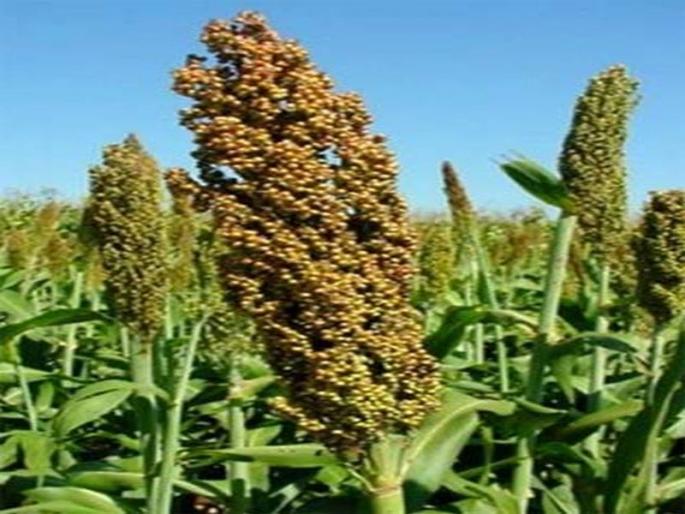 Kharif production declined by 43 percent | खरीपचे उत्पादन 43 टक्क्यांनी घटले Kharif production declined by 43 percent | खरीपचे उत्पादन 43 टक्क्यांनी घटले