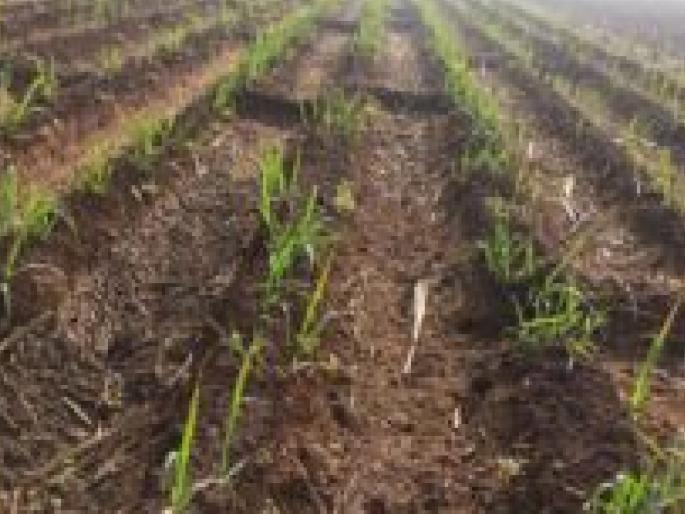 45 percent decline in Kharif season in Sangli district, result of changing climate | सांगली जिल्ह्यात खरीप हंगामातील उत्पन्न ४५ टक्के घटणार, बदलत्या वातावरणाचा परिणाम 45 percent decline in Kharif season in Sangli district, result of changing climate | सांगली जिल्ह्यात खरीप हंगामातील उत्पन्न ४५ टक्के घटणार, बदलत्या वातावरणाचा परिणाम