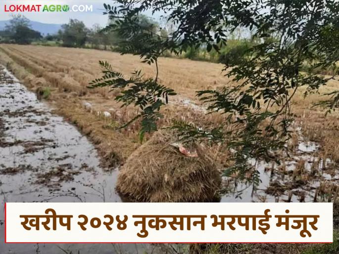 Latest News Nuksan Bharpai Kharif 2024 compensation approved, read complete district-wise list here | Nuksan Bharpai : खरीप 2024 ची नुकसान भरपाई मंजूर, इथे वाचा जिल्हानिहाय संपूर्ण यादी  Latest News Nuksan Bharpai Kharif 2024 compensation approved, read complete district-wise list here | Nuksan Bharpai : खरीप 2024 ची नुकसान भरपाई मंजूर, इथे वाचा जिल्हानिहाय संपूर्ण यादी