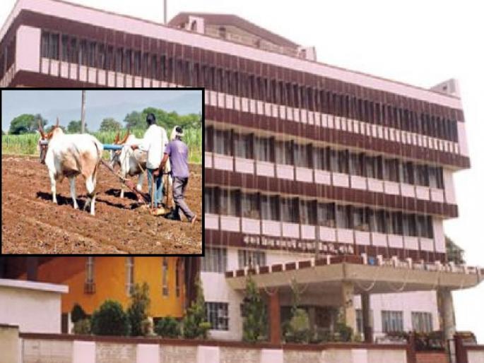 Sangli District Bank disburses loan of Rs 801 crore for Kharif | खरिपासाठी सांगली जिल्हा बँकेकडून ८०१ कोटींचे कर्जवाटप, किती शेतकऱ्यांना मिळाला लाभ.. वाचा Sangli District Bank disburses loan of Rs 801 crore for Kharif | खरिपासाठी सांगली जिल्हा बँकेकडून ८०१ कोटींचे कर्जवाटप, किती शेतकऱ्यांना मिळाला लाभ.. वाचा