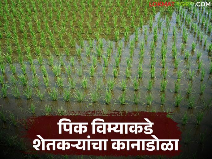 Pik Vima Update : Farmers demand for kharif crop insurance is less this year; Which department has the most applications? | Pik Vima Update : यंदा खरीप पिक विम्याकडे शेतकऱ्यांचा ओढा कमी; कोणत्या विभागातून सर्वाधिक अर्ज? Pik Vima Update : Farmers demand for kharif crop insurance is less this year; Which department has the most applications? | Pik Vima Update : यंदा खरीप पिक विम्याकडे शेतकऱ्यांचा ओढा कमी; कोणत्या विभागातून सर्वाधिक अर्ज?