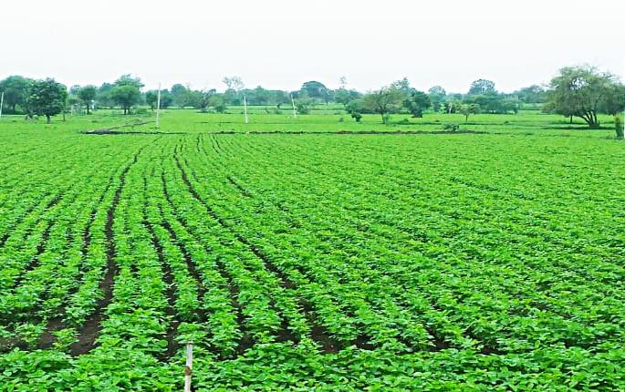 Kharipachi crops in Washim district! | वाशिम जिल्ह्यात खरिपाची पिके बहरली ! 