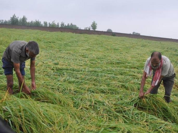 The casualty loss figure stands at 90 lakh hectares | खरिपातील नुकसानीचा आकडा ९४ लाख हेक्टरवर The casualty loss figure stands at 90 lakh hectares | खरिपातील नुकसानीचा आकडा ९४ लाख हेक्टरवर