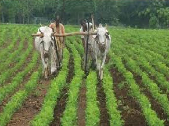 Abundant stock of chemical fertilizers and seeds required for Kharif season is available in Satara district | शेतकऱ्यांनो खरिपाची तयारी करा; खत, बियाणे साठा मुबलक उपलब्ध Abundant stock of chemical fertilizers and seeds required for Kharif season is available in Satara district | शेतकऱ्यांनो खरिपाची तयारी करा; खत, बियाणे साठा मुबलक उपलब्ध