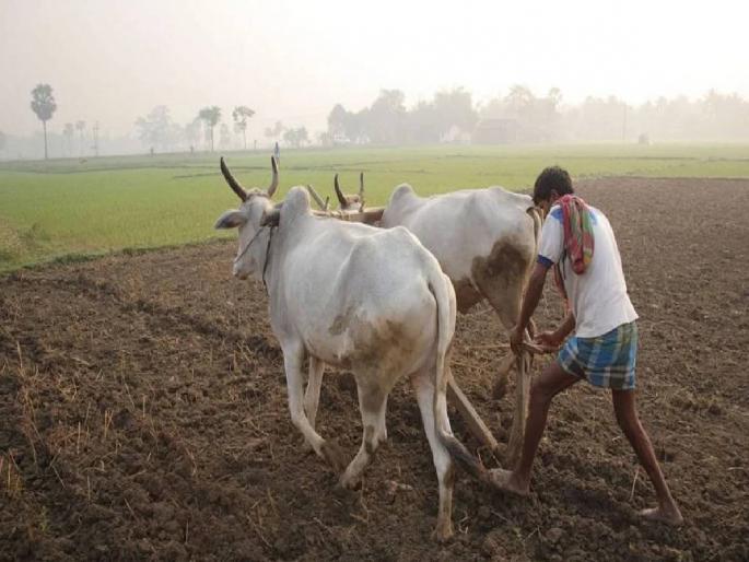 gondiya District's Kharif season money list announced; 95 paise for 915 villages |  जिल्ह्याची खरीप हंगामाची पैसेवारी जाहीर; ९१५ गावांची पैसेवारी ९५ पैसे  