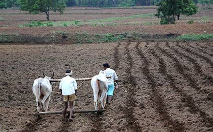 The target of sowing of Kharif at 4.15 lakh hectares in Washim district | वाशिम जिल्ह्यात यंदा ४.१५ लाख हेक्टरवर खरीप पेरणीचे उद्दिष्ट The target of sowing of Kharif at 4.15 lakh hectares in Washim district | वाशिम जिल्ह्यात यंदा ४.१५ लाख हेक्टरवर खरीप पेरणीचे उद्दिष्ट