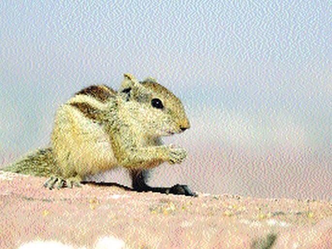 Acne damaged 82 thousand liters of milk | खारीने केले ८२ हजार लीटर दुधाचे नुकसान Acne damaged 82 thousand liters of milk | खारीने केले ८२ हजार लीटर दुधाचे नुकसान