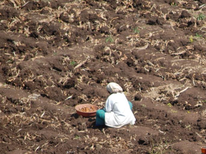 Fertilizer supply to farmers directly in farming spot, 44 lakhs 63 thousands turnover | बारामती तालुक्यात शेतकऱ्यांना थेट बांधावर होतोय खत पुरवठा, ४४ लाख ६३ हजारांची उलाढाल Fertilizer supply to farmers directly in farming spot, 44 lakhs 63 thousands turnover | बारामती तालुक्यात शेतकऱ्यांना थेट बांधावर होतोय खत पुरवठा, ४४ लाख ६३ हजारांची उलाढाल