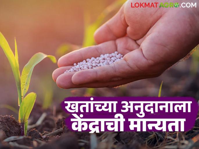 Central government approves NBS subsidy to provide fertilizers at reasonable rates during Kharif season | खरीप हंगामात वाजवी दरात खते मिळणार; केंद्राची एनबीएस अनुदानाला मान्यता Central government approves NBS subsidy to provide fertilizers at reasonable rates during Kharif season | खरीप हंगामात वाजवी दरात खते मिळणार; केंद्राची एनबीएस अनुदानाला मान्यता