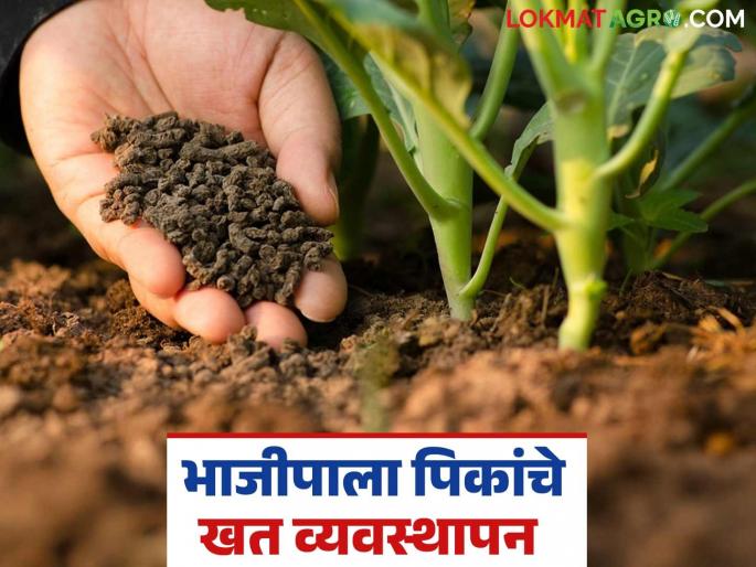 Latest News bhajipala lagvad How to manage fertilizer for vegetable crops Learn in detail | Vegetable Management : वेलवर्गीय भाजीपाला पिकांचे खत व्यवस्थापन कसे कराल? जाणून घ्या सविस्तर  Latest News bhajipala lagvad How to manage fertilizer for vegetable crops Learn in detail | Vegetable Management : वेलवर्गीय भाजीपाला पिकांचे खत व्यवस्थापन कसे कराल? जाणून घ्या सविस्तर