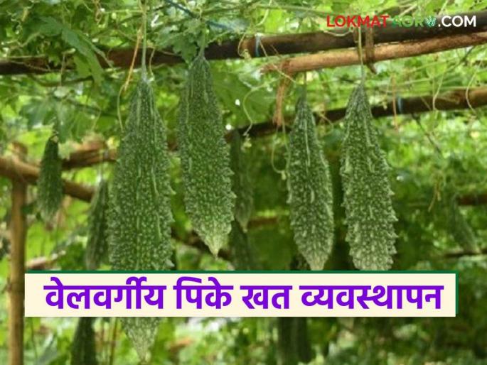 Latest news Vel vargiy pike Read in detail how to manage fertilizer for cucumber, milk gourd, and bitter gourd | Agriculture News : काकडी, दुधी भोपळा, कारल्यांसाठी खत व्यवस्थापन कसे कराल, वाचा सविस्तर 