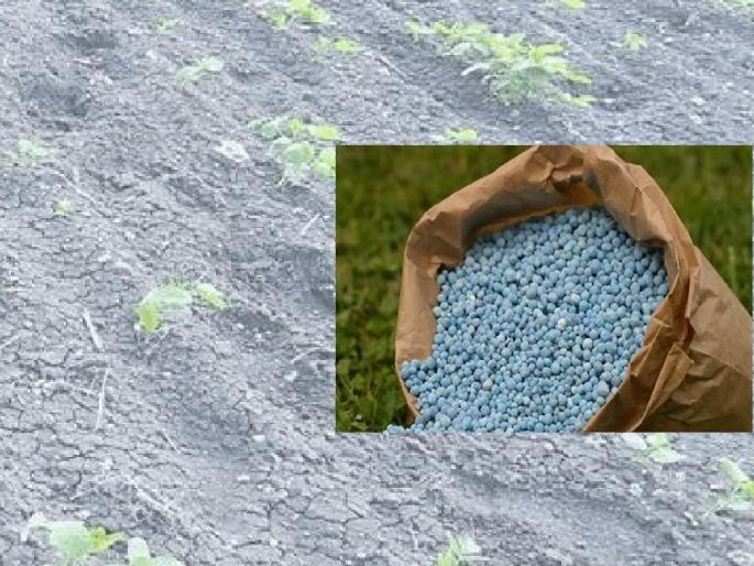 52 bogus fertilizers, seeds claimed in court in Sangli district; Action by the Department of Agriculture | सांगली जिल्ह्यात ५२ बोगस खते, बियाण्यांबद्दल न्यायालयात दावा; कृषी विभागाची कारवाई 52 bogus fertilizers, seeds claimed in court in Sangli district; Action by the Department of Agriculture | सांगली जिल्ह्यात ५२ बोगस खते, बियाण्यांबद्दल न्यायालयात दावा; कृषी विभागाची कारवाई