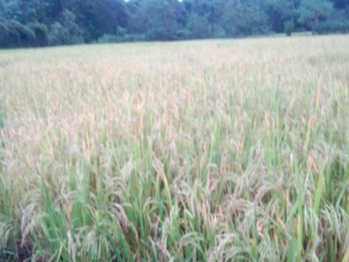 The price of gold has gone up | शेणखताला आला सोन्याचा भाव; एका ट्राॅलीला चार हजार रुपये The price of gold has gone up | शेणखताला आला सोन्याचा भाव; एका ट्राॅलीला चार हजार रुपये