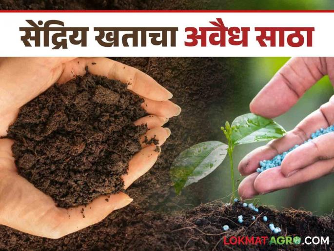 organic fertilizer: When will the FIR be filed in the case of illegal storage of organic fertilizer in Morshi taluka? Read in detail | organic fertilizer : मोर्शी तालुक्यात सेंद्रिय खताचा अवैध साठा प्रकरणी एफआयआर केव्हा? वाचा सविस्तर organic fertilizer: When will the FIR be filed in the case of illegal storage of organic fertilizer in Morshi taluka? Read in detail | organic fertilizer : मोर्शी तालुक्यात सेंद्रिय खताचा अवैध साठा प्रकरणी एफआयआर केव्हा? वाचा सविस्तर