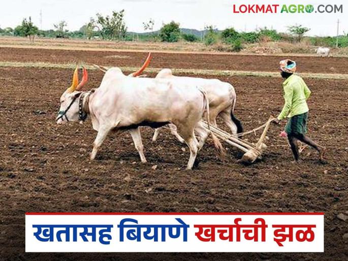 Agriculture News Mixed fertilizer bag costs Rs 255, Bt seeds cost Rs 37? Know the details | Agriculture News : मिश्र खताची बॅग 255, बीटी बियाणे 37 रुपयांनी महाग? जाणून घ्या सविस्तर  Agriculture News Mixed fertilizer bag costs Rs 255, Bt seeds cost Rs 37? Know the details | Agriculture News : मिश्र खताची बॅग 255, बीटी बियाणे 37 रुपयांनी महाग? जाणून घ्या सविस्तर