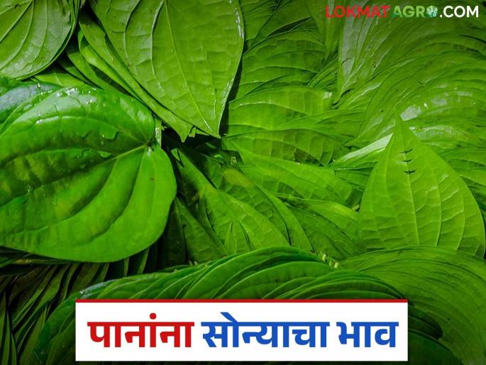 old yellow Betel leaves are making farmers rich; how is the bundle getting a good price? | जूनवान पिवळी खाऊची पाने शेतकऱ्यांना करता आहेत मालामाल; गठ्ठयाला कसा मिळतोय दर? old yellow Betel leaves are making farmers rich; how is the bundle getting a good price? | जूनवान पिवळी खाऊची पाने शेतकऱ्यांना करता आहेत मालामाल; गठ्ठयाला कसा मिळतोय दर?