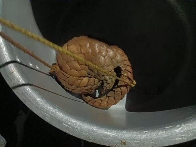 three arrested for keeping a scaly cat | खवले मांजर जंगलात पकडून ठेवणाऱ्या तिघांना अटक three arrested for keeping a scaly cat | खवले मांजर जंगलात पकडून ठेवणाऱ्या तिघांना अटक