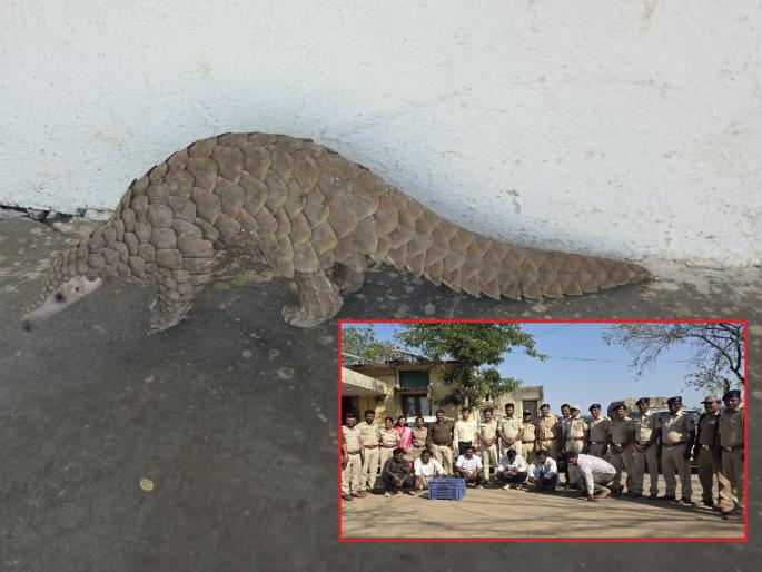 A khawalya Manjara was sold for Rs 30 lakh; A case was registered against six smugglers in Jalna | ३० लाखांत खवले मांजर विक्रीसाठी आले अन् सहा तस्कर वनविभागाच्या सापळ्यात अडकले A khawalya Manjara was sold for Rs 30 lakh; A case was registered against six smugglers in Jalna | ३० लाखांत खवले मांजर विक्रीसाठी आले अन् सहा तस्कर वनविभागाच्या सापळ्यात अडकले