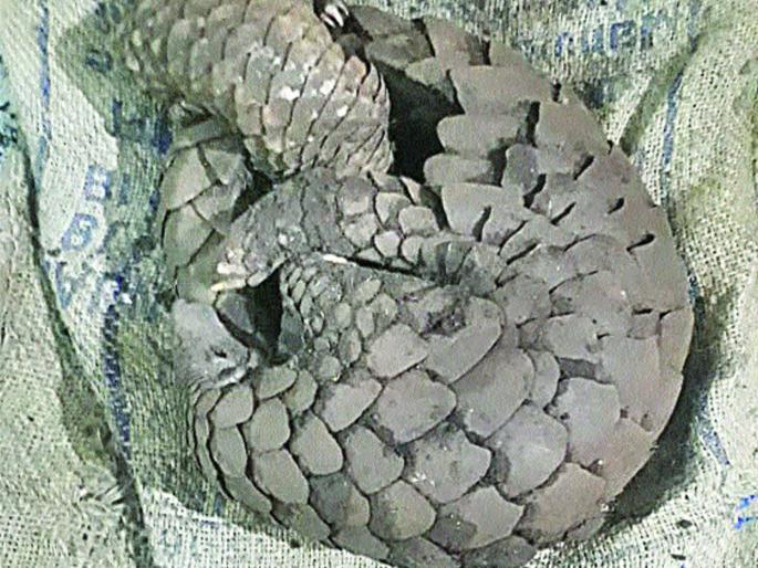 Khavla Manjra smugglers arrested from the well | खवल्या मांजराची तस्करी करणाऱ्यांना सुधागडमधून अटक Khavla Manjra smugglers arrested from the well | खवल्या मांजराची तस्करी करणाऱ्यांना सुधागडमधून अटक