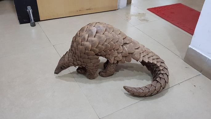 Those six accused rejected the application for bail! - Case of patchy cat smuggling | त्या सहाही आरोपींचा जामिन अर्ज फेटाळला! - खवले मांजर तस्करी प्रकरण