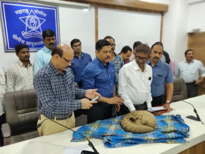 Stolen goods smuggled into the 40 lakhs of rare Khavla cats | दुर्मिळ खवल्या मांजराची 40 लाखांमध्ये तस्करी करणाऱ्या दुकलीला अटक Stolen goods smuggled into the 40 lakhs of rare Khavla cats | दुर्मिळ खवल्या मांजराची 40 लाखांमध्ये तस्करी करणाऱ्या दुकलीला अटक