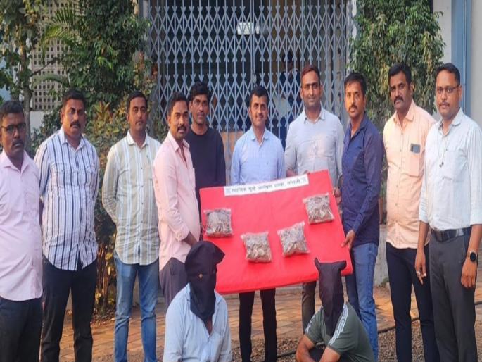 Cat scales worth 12 lakhs seized in Sangli, two arrested from Ratnagiri in smuggling case | सांगलीत खवल्या मांजराचे १२ लाखांचे खवले जप्त, तस्करीप्रकरणी रत्नागिरीतील दोघांना अटक Cat scales worth 12 lakhs seized in Sangli, two arrested from Ratnagiri in smuggling case | सांगलीत खवल्या मांजराचे १२ लाखांचे खवले जप्त, तस्करीप्रकरणी रत्नागिरीतील दोघांना अटक