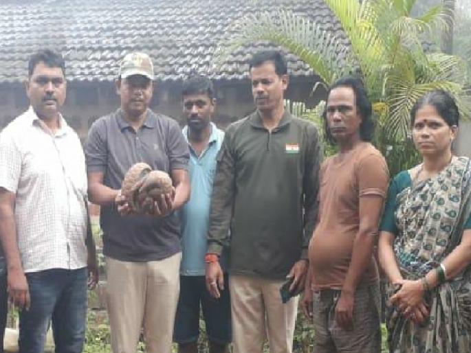 A rare scaly cat was found in Dodamarg taluka for the second time in four days | दोडामार्ग तालुक्यात चार दिवसांत दुसर्यांदा आढळले दुर्मिळ खवलेमांजर A rare scaly cat was found in Dodamarg taluka for the second time in four days | दोडामार्ग तालुक्यात चार दिवसांत दुसर्यांदा आढळले दुर्मिळ खवलेमांजर