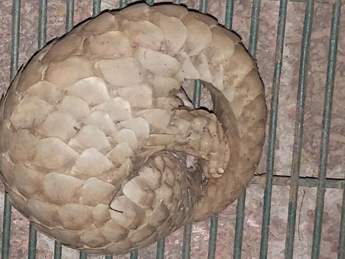 Seven people arrested for smuggling cats | खवले मांजराची तस्करी केल्याप्रकरणी सात जण ताब्यात, सावंतवाडीत कारवाई